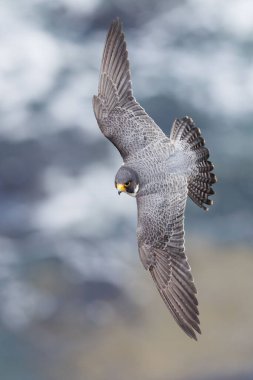 Uçuş sırasında bir gökdoğan şahininin dikey yakın çekimi. Falco peregrinus.