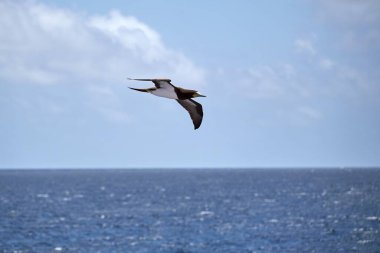 Büyük albatros güneşli bir günde denizin üzerinde uçuyor.