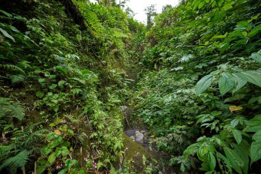 Ağaçların ve bitkilerin olduğu güzel bir orman manzarası.