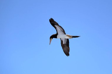 Mavi gökyüzüne doğru uçan kahverengi bir meme.