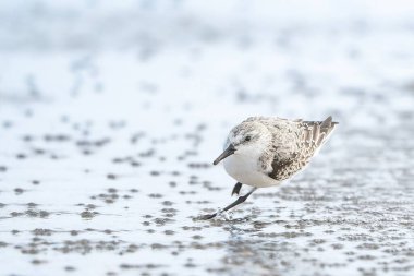 Deniz kıyısında yürüyen kumlu bir kuşun yakın plan çekimi.
