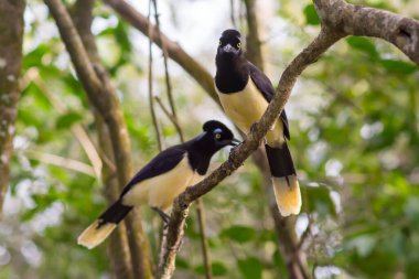 Güneşli yeşil bir parktaki ince bir ağaç dalına tünemiş bir çift konforlu ibikli alakarga.