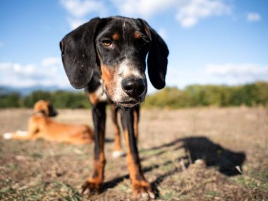 Güneşli bir günde tarlada kameraya bakan bir köpeğin yakın çekim görüntüsü.