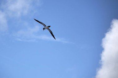 Güneşli bir günde mavi gökyüzünde uçan büyük albatrosun alçak açılı bir görüntüsü.