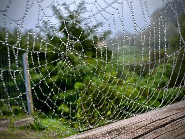 A macro shot of a wet spider web. clipart