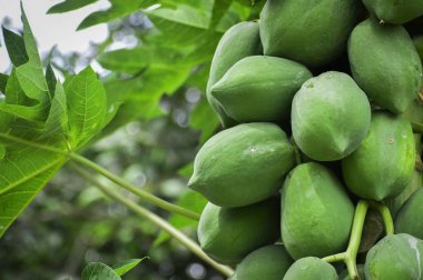 Bahçede yetişen yeşil papayaların yakın çekimi.