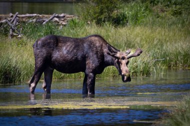 ABD 'nin Wyoming kentindeki Tetons Dağları' nda nehir kıyısındaki bir geyik.