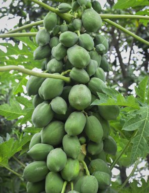 Tayland 'da bir bahçede taze meyveli bir Papaya ağacının dikey görüntüsü.