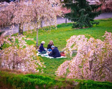 Central Park 'ta kiraz ağaçlarının yanında piknik yapan bir grup arkadaşın güzel bir fotoğrafı.