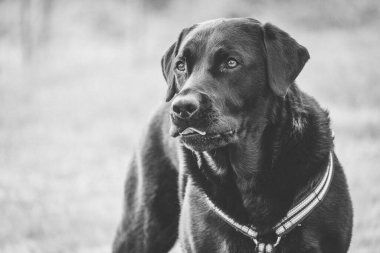 Bulanık arkaplanı olan güzel bir köpeğin gri tonda yakın çekimi.