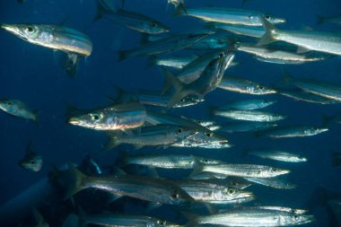 Derin mavi denizde yüzen büyük bir barakuda balığı sürüsü.