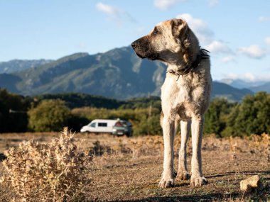 Orta Asya çoban köpeği arka planda dağlarla vahşi doğada duruyor.