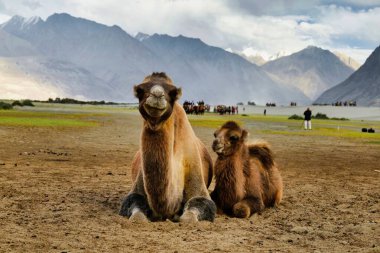 Hindistan 'ın Ladakh kentindeki Nubra vadisinde oturan Bactrian develerine (Camelus bactrianus) yakın plan