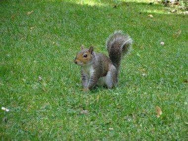 Ormandaki yeşil çimlerin üzerinde sevimli gri bir sincap.