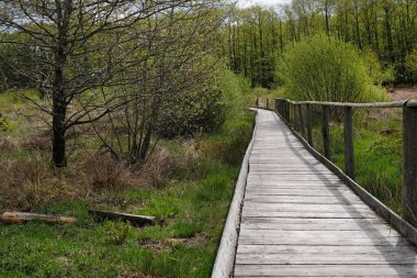 Eifel bölgesindeki bir parkta yüksek açılı bir patika görüntüsü.
