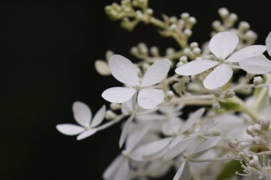 Siyah arkaplanda beyaz paniklemiş bir ortancanın (Hydrangea paniculata) yakın plan çekimi.