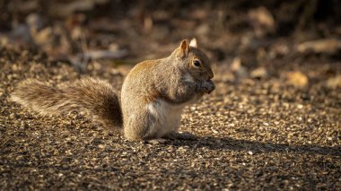 Sevimli ve sevimli bir sincabı yakından çek.