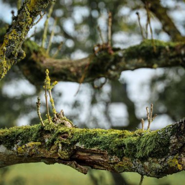Gündüz vakti ormandaki güzel yosunlu ağaç dallarının yakın çekimi.