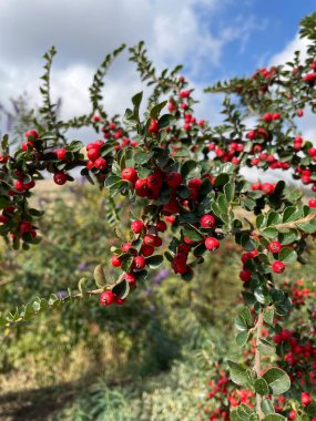 Olgunlaşan Cotoneaster çalılığına yakın plan.