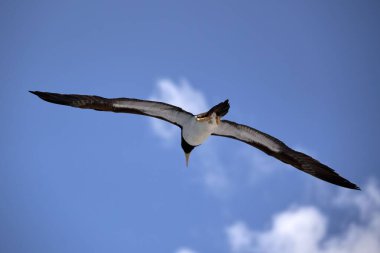 Bulutlu mavi gökyüzüne uçan kahverengi bir meme..