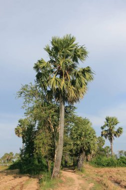 Mavi arka planda uzun boylu Hint palmiyelerinin dikey görüntüsü.
