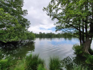Açık bir gölün yanındaki yeşil ağaçların geniş bir görüntüsü.