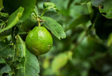 Ağaç dalında büyüyen sulu yeşil bir limonu yakından çek.