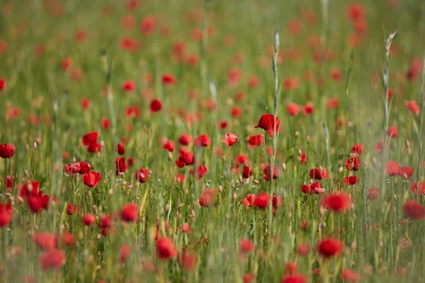 ドイツのバイエルン州ムースのイスール川近くの牧草地で野生のケシの花の選択的な焦点 — ストック写真