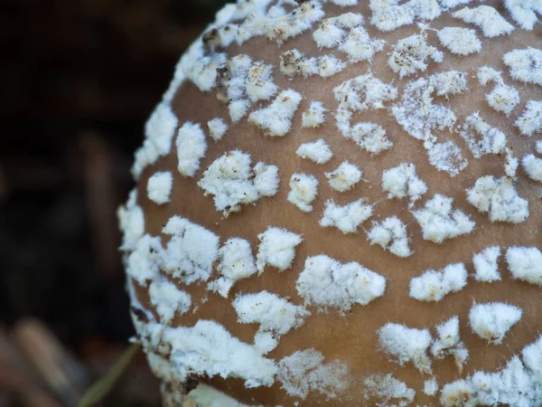 Közelkép Egy Párduc Sapkás Gombáról Ami Erdőben — Stock Fotó