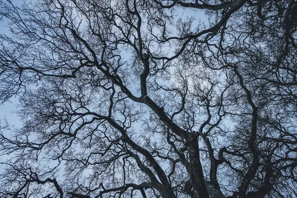 Низькокутний Знімок Безлистяних Кривих Гілок Дерева Тлі Блакитного Неба — стокове фото