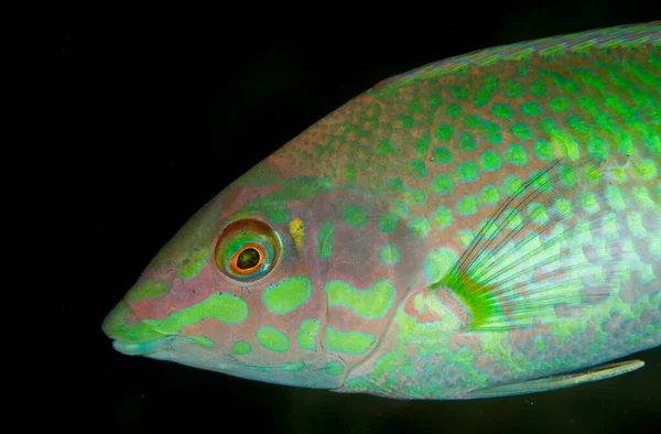 Zbliżenie Ujęcie Barwnej Ryby Pływającej Głębokim Błękitnym Morzu Nad Koralowcem — Zdjęcie stockowe