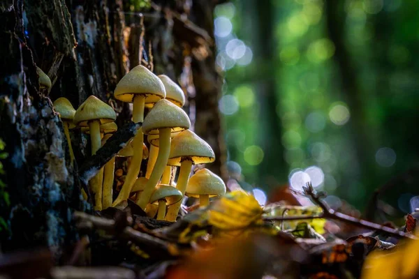 Eine Nahaufnahme Von Schwefelbüschelpilzen Die Sonnenlicht Auf Baumstämmen Wald Wachsen — Stockfoto