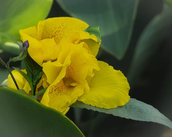 Primer Plano Una Hermosa Flor Amarilla Canna —  Fotos de Stock