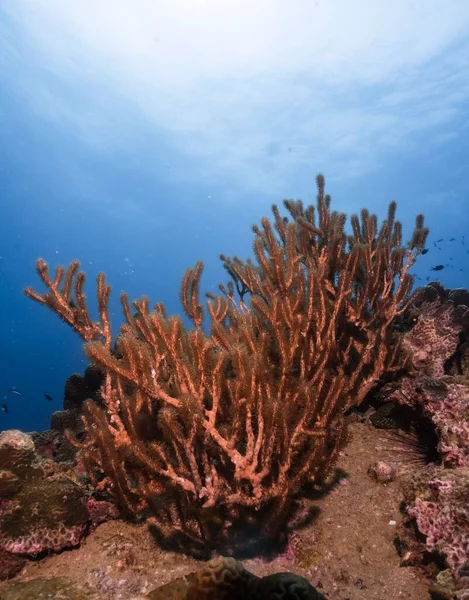 潜水时的软而硬的珊瑚礁 — 图库照片