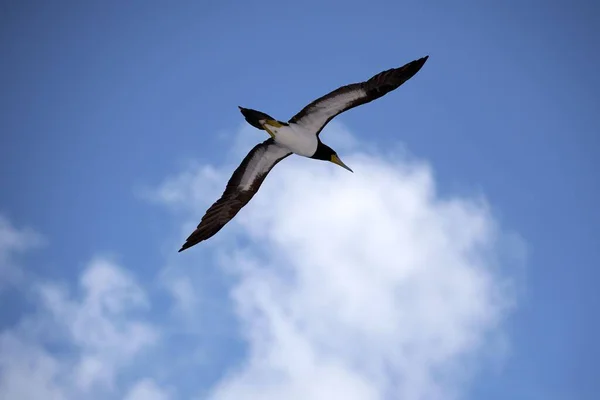 Низкоугольный Снимок Великого Альбатроса Летящего Голубом Небе Солнечный День — стоковое фото