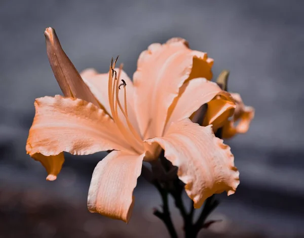 Макро Снимок Оранжевой Лилии — стоковое фото