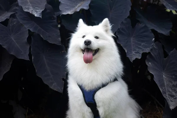 Selektive Farbe Eines Sitzenden Samojischen Hundes Mit Dicken Weißen Zweilagigen — Stockfoto