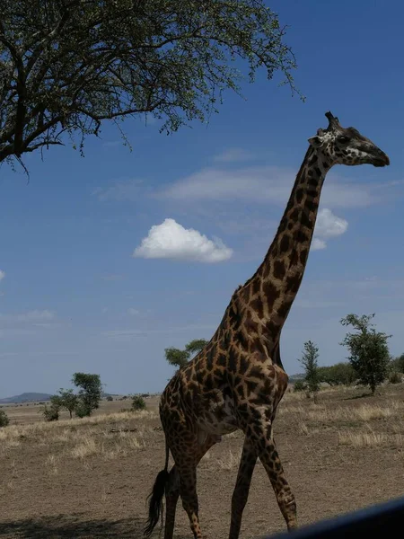 Hermosa Toma Jirafa Maasai Giraffe Tippelskirchi Cerca Árbol Acacia Parque — Foto de Stock
