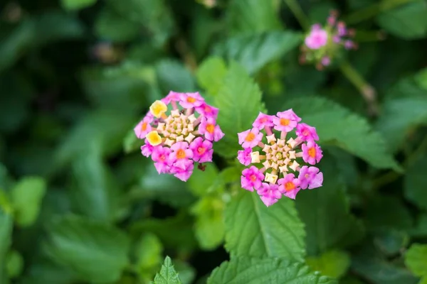 庭で育つ美しいランタナの花のクローズアップショット — ストック写真