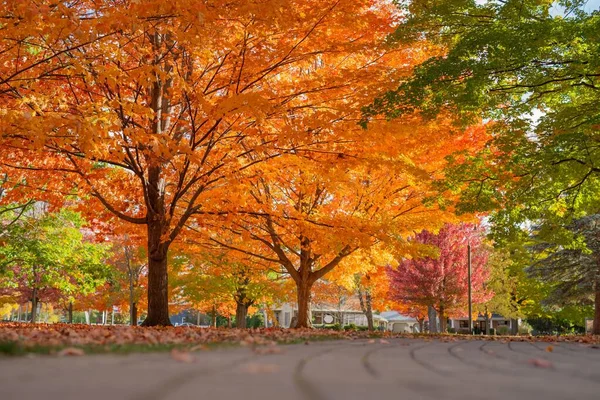 Eine Parklandschaft Mit Gelben Herbstbäumen Sommer — Stockfoto