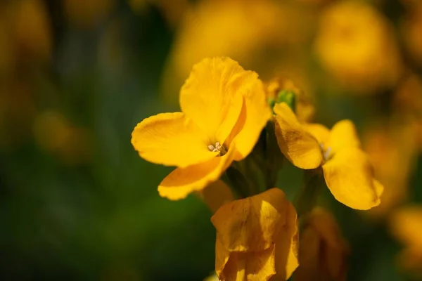 Close Flores Amarelas Erysimum Cheiri Jardim Belo Papel Parede Floral — Fotografia de Stock