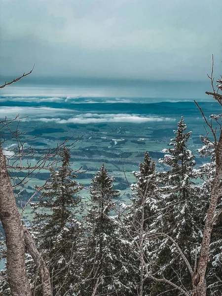 曇り空の青い海の波による雪の木の風景 垂直ショット — ストック写真