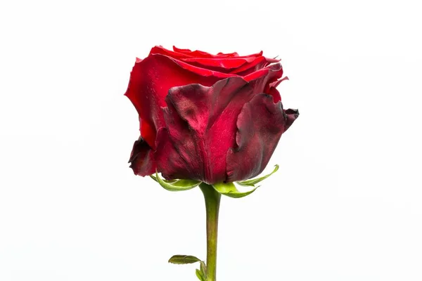 A closeup of a beautiful single eternal red rose on a white background