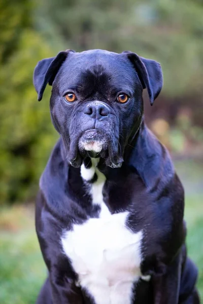 Egy Függőleges Lövés Egy Felnőtt Fekete Bokszoló Kutyáról Aki Pályán — Stock Fotó