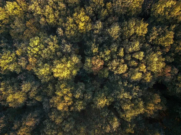 Dron Powietrzny Widok Lasu Jesienią Słoneczny Dzień — Zdjęcie stockowe