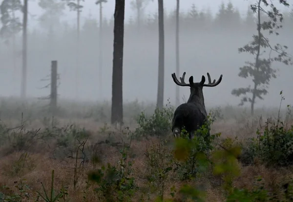 Scenic View Black Moose Walking Green Forest Foggy Day — Stock Photo, Image