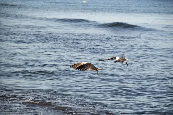 Piękne Ujęcie Pary Ptaków Wodnych Latających Nad Błękitną Wodą Morską — Zdjęcie stockowe