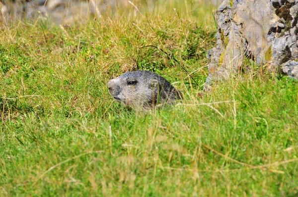Sebuah Closeup Dari Marmot Alpen Marmota Marmota Padang Rumput Hijau — Stok Foto