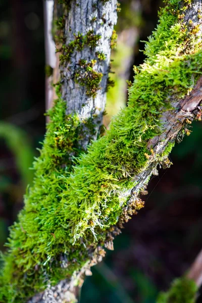 在森林里长满绿色苔藓的木树枝的垂直拍 — 图库照片