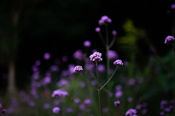 Вибірковий Фокус Зображення Квітів Purpletop Verven Прекрасному Лузі — стокове фото